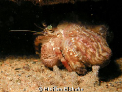 Helmet Crab by Hisham Elshafie 